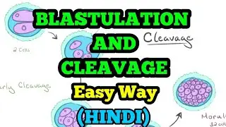 #NEET Easy Way to Understand BLASTULATION and CLEAVAGE