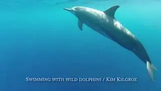 Right Way to Interact with Dolphins, Плавание с Дельфинами 1