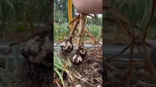 Let’s harvest garlic! My best harvest of garlic yet! 