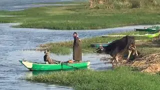Water Buffalo on the Nile River