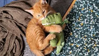 Tigger playing with all his favourite toys in less than 80 seconds