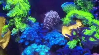 90gl, Hydras 26HD, refugium, skimmer & Nsw
