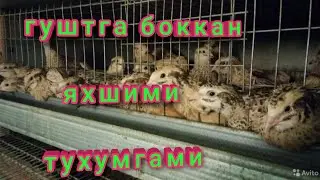 MANA QANDAY BOQILADI BEDANANI