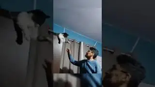 😭#shorts #catlover
