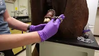 Cattle Dystocia Part I: How to Attach Obstetrics Chains During Calving