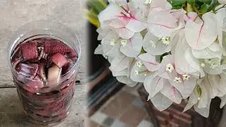 Cara membuat kulit jantung pisang menjadi pupuk