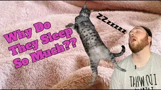 Why Do Cats Sleep So Much? - Paws 2 Care 4