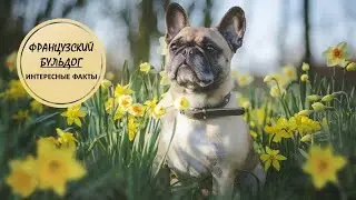 ФРАНЦУЗСКИЙ БУЛЬДОГ🐕/Не родись красивым а родись счастливым🐕🐕🐕👍
