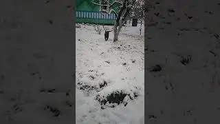 Лабрадор Деймон