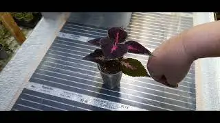 🌺🌺🌺УРА,УРА‼️Еврочеренок💰 сегодня приедет‼️Готовлю теплый стол с инфракрасной пленкой🌺