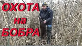 No. 74 beaver Hunting. Nimble beaver almost missed KP-250.