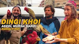 Friday Aseel murga mandi Rawalpindi | Sasty Aseel 8K | Capital Aseel Club 
