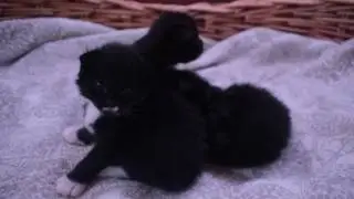 Litter E 2 weeks