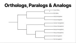 Orthologs, Paralogs and Analogs