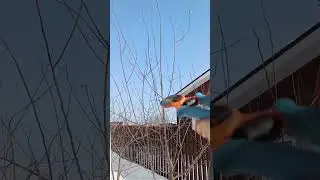 🌳PRUNING PLUM TREE IN SPRING