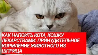 КАК НАПОИТЬ КОТА, КОШКУ ЛЕКАРСТВАМИ. ПРИНУДИТЕЛЬНОЕ КОРМЛЕНИЕ ЖИВОТНОГО ИЗ ШПРИЦА