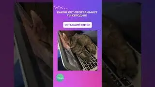 Какой котик-программист вы сегодня? | Программирование  #roblox #minecraft #майнкрафт #python