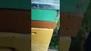 Аромат Вереского мёда,жаль ,что камера не передаёт этот запах!😭