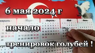 6 мая 2024 г, начало тренировок голубей !