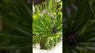Spring and autumn met