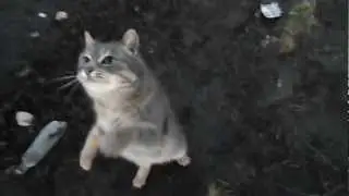 Кот очень просит рыбу