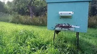 сезон закончен. пчелам скучно）