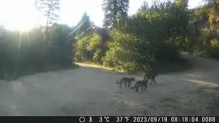 Lions, September, 2023