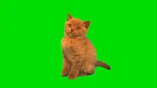 Green Screen Cat 🐈 Cat Green Screen Video 8