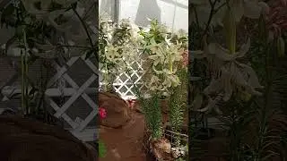 Выставка лилий и флоксов - 2 #цветы
