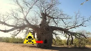 Top 6 Most Dangerous Trees: Shocking Dangers Lurking in Your Woods