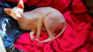 КРЫСЯ. Счастье есть!.. Funny Cat