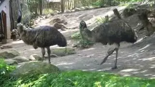 Zoo 