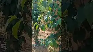 Kebun Cabe Jawa Desa Soko Kec. Jepon Blora #cabejamu #cabejawa #petanimilenial