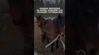 Ферма «Райский сад». https://www.instagram.com/_rajskuj_sad_/  #кони #путешествия #беларусь