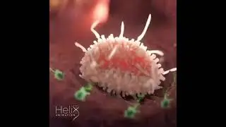 🚨Batalla entre una célula del sistema inmune y muchas Bacterias