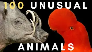 100 Most Unusual Animals - Ambient Information