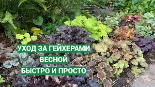 Весенний уход за гейхерами