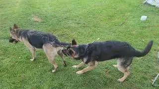 Is this Puppy abuse?