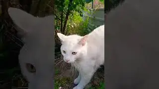 Собака з приюту та кіт Біляш не можуть звикнути один до одного 🙄#cat #dog