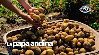 La papa andina, el tubérculo que llegó a todo mundo e incluso al espacio - Día a Día - Teleamazonas