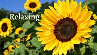 Beautiful nature flower  & music for relaxation