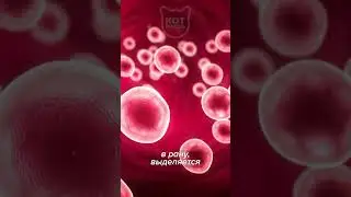 Why Does a Mosquito Bite Itch? Interesting Fact 
