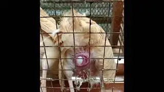 KUHA SA AKTO ANG PANGINGITLOG NG MANOK| PHILIPPINE POULTRY FARMING