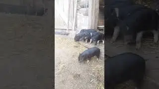 Сельские будни...