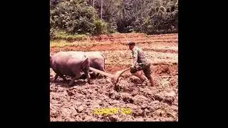 Alahumma ubat ubet...