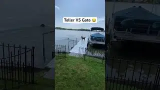 When the stationary gate beats the Nova Scotia Duck Tolling Retriever. 