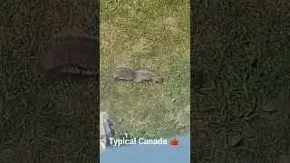 #typicalcanada #canada #squirrel #lifeincanada #ottawablogger #fun #ottawalife