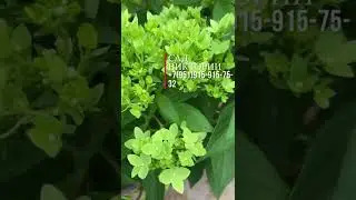 The greenest hydrangea in existence! 2022 novelty 