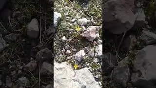 охангаронда 20 февральда гуллар очилди