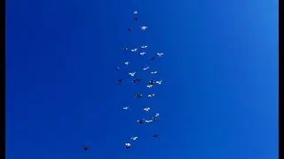 Красивейший полет Бакинских голубей 2019/ Baki Goyercinleri 2019